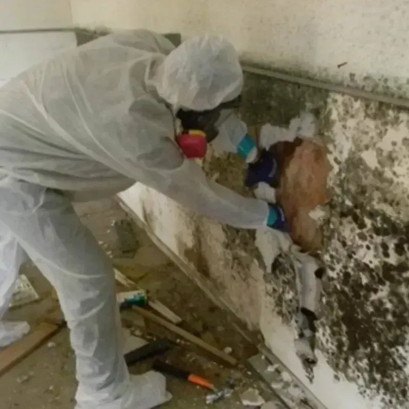 Mold Remediation and Removal in Wister, OK